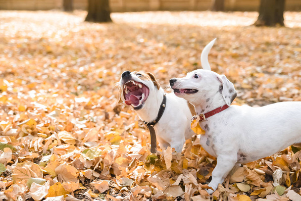 Two Jack Russell dogs walking in park at autumn season - Foto, Imagem
