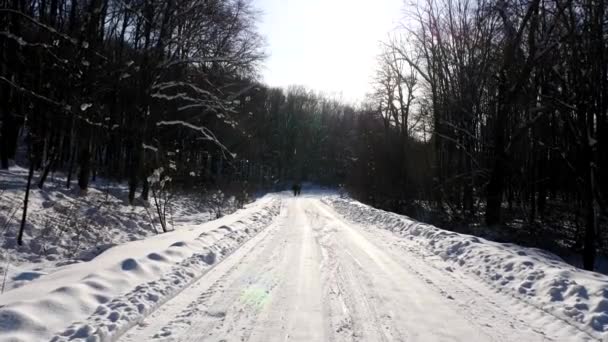 Pohyb kamery na zasněžené silnici v lese na slunečný den - Záběry, video