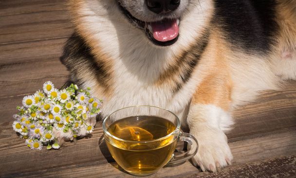 Χρόνος τσαγιού. Pembroke ουαλλέζικο Corgi σκυλί με ένα φλιτζάνι τσάι. - Φωτογραφία, εικόνα