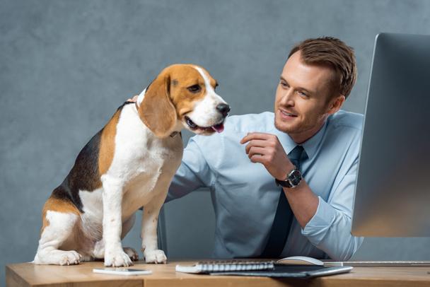 happy young businessman playing with adorable beagle at table in modern office  - 写真・画像