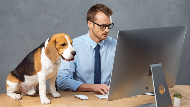 high angle view of businessman in eyeglasses working on computer at table with beagle in modern office  - Foto, Bild