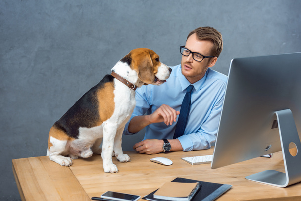 high angle view of young businessman in eyeglasses playing with dog at table in office  - Фото, зображення