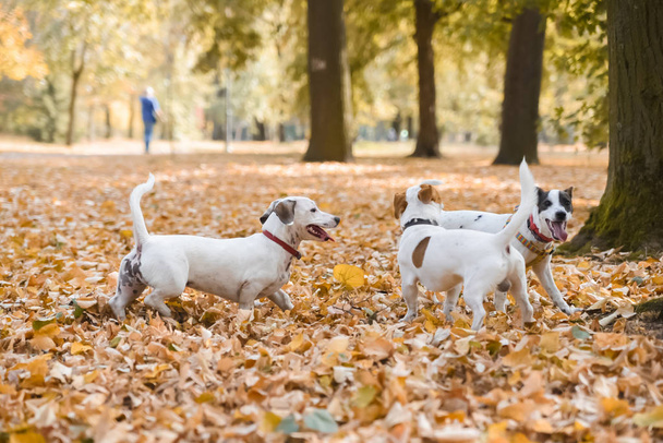 Three Jack Russell dogs walking in park at autumn season - Foto, Imagem