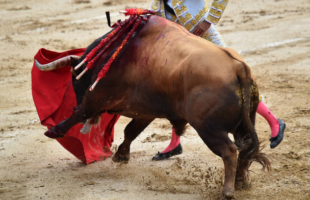 Bullfighting in spain with bull - Photo, Image