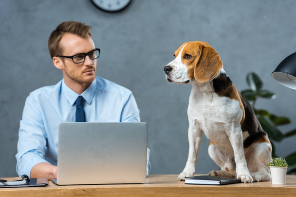 selective focus of businessman in eyeglasses working on laptop while beagle sitting on table in modern office - Valokuva, kuva