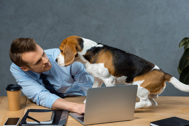 jeune homme d'affaires travaillant sur ordinateur portable et beagle assis près de la table dans le bureau moderne
  - Photo, image