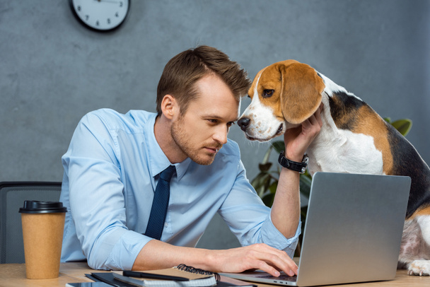 concentrated businessman working on laptop while beagle sitting on table in modern office - Foto, Imagen