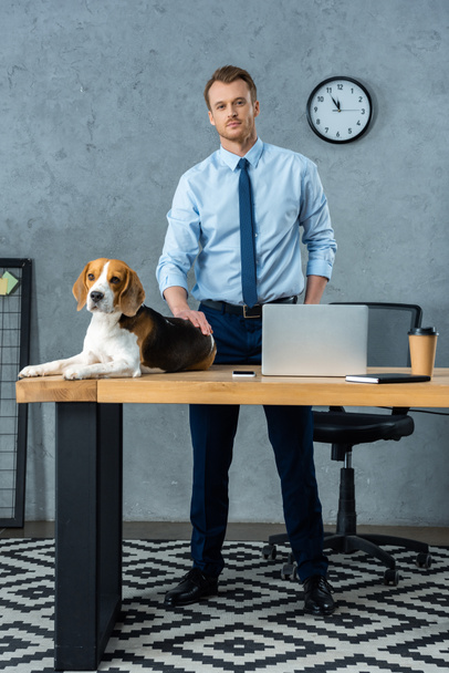 милый бигл сидит на столе с ноутбуком и смартфоном в то время как бизнесмен стоит рядом в современном офисе
  - Фото, изображение