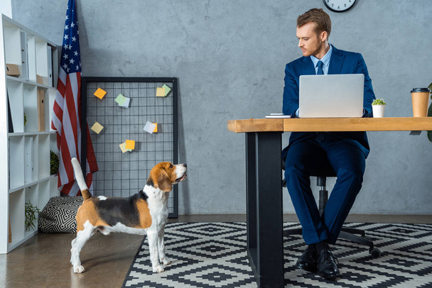 confident businessman working at table with laptop while beagle standing near in modern office - Foto, imagen