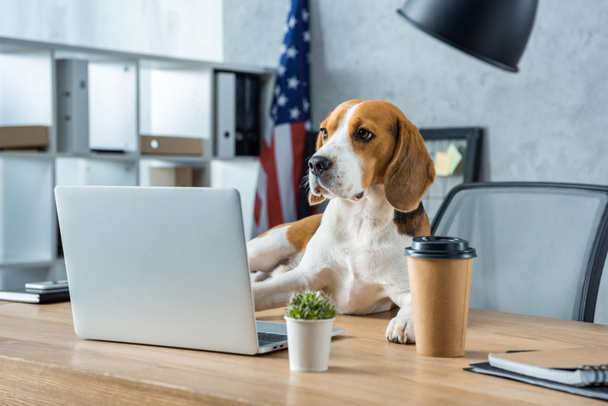 Urocza beagle siedzi na stole z filiżanki kawy jednorazowe i laptopa w nowoczesnym biurze  - Zdjęcie, obraz