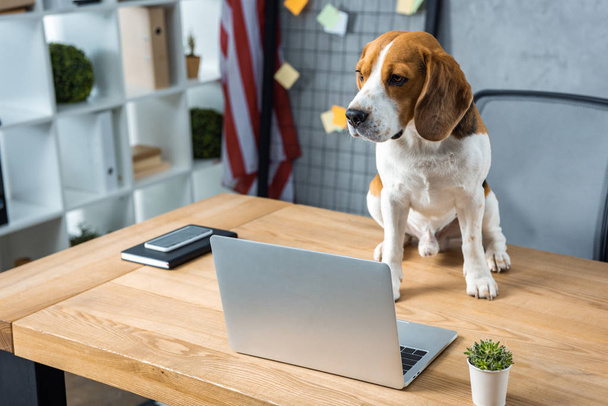 selective focus of beagle sitting on table with laptop and smartphone in modern office  - Φωτογραφία, εικόνα