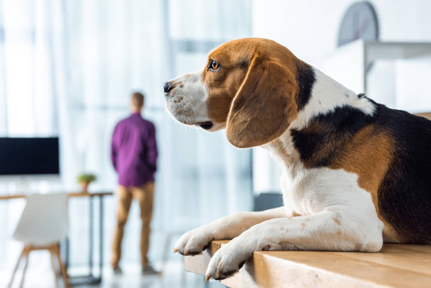 Selektywny fokus urocza beagle siedzi na stole w nowoczesnym biurze  - Zdjęcie, obraz