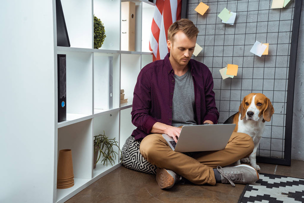 focused male freelancer working on laptop while beagle sitting near usa flag in home office  - 写真・画像