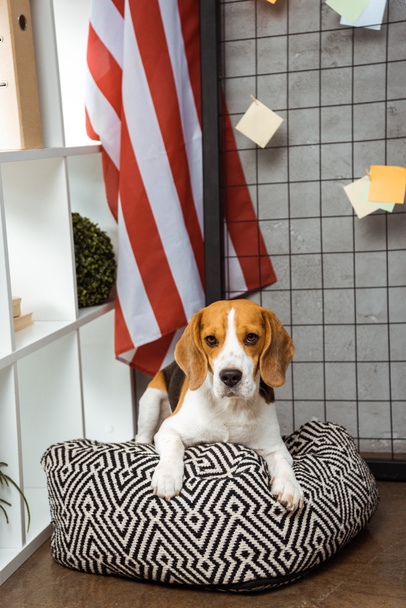 imádnivaló beagle Babzsák közelében amerikai zászló modern irodában ül  - Fotó, kép