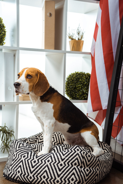 cute beagle sitting on bean bag near usa flag in modern office  - Фото, изображение