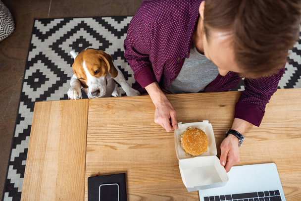 Blick auf den Geschäftsmann, der mit Laptop und Smartphone Burger am Tisch isst, während ein Beagle in der Nähe im Büro steht  - Foto, Bild