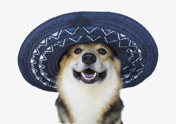 Собака в элегантной голубой шляпе с цветком
. - Фото, изображение