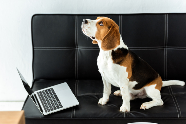 selective focus of cute beagle sitting on sofa with laptop at home - Photo, Image