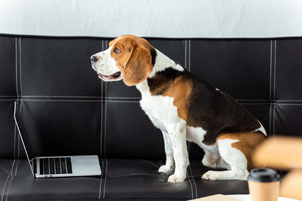 adorable beagle sitting on sofa with laptop at home - Fotoğraf, Görsel