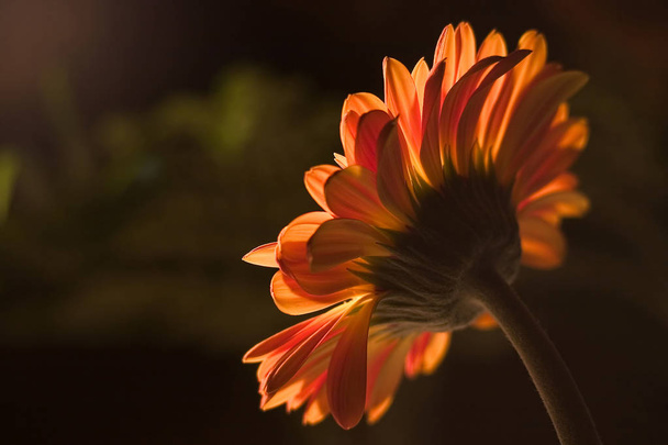 stokrotka kwiat zbliżenie  - Zdjęcie, obraz