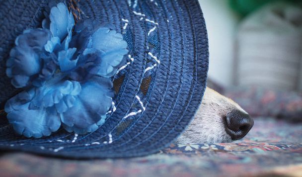 Pes v elegantní modré čepice s květinou. - Fotografie, Obrázek