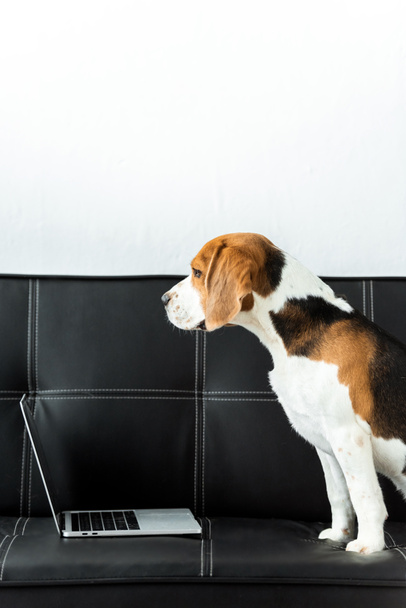 side view of beagle sitting on couch with laptop at home - Фото, зображення
