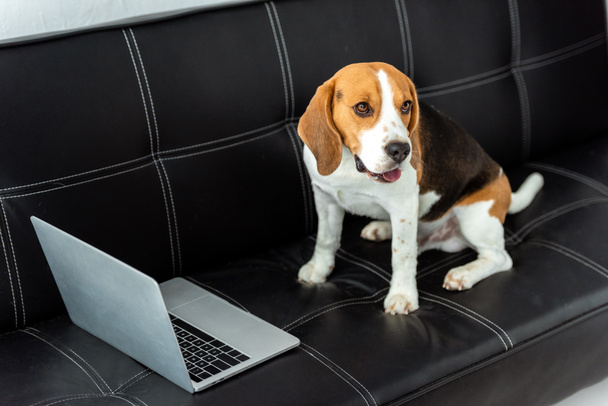 high angle view of beagle sitting on sofa with laptop at home - Foto, Bild
