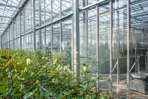 жовті троянди в промисловій теплиці зі скляною стіною і дахом
      - Фото, зображення