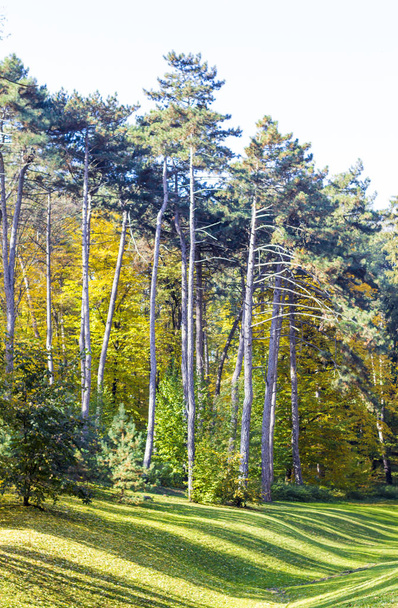 Güneşli sonbahar parkta büyüyen çam ağaçları - Fotoğraf, Görsel