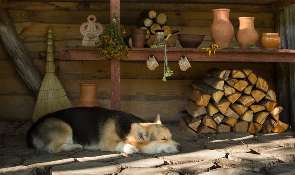 La vie familiale. Scène rurale. Le chien s'est couché pour se reposer après une promenade pour les champignons
. - Photo, image