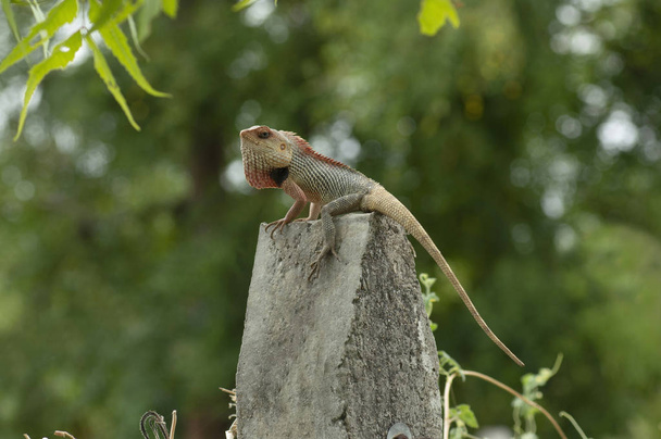 Garden lizard posing on concrete pole, Pune, Maharashtra - Фото, изображение