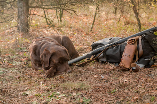 ラブラドール犬のハンター散弾銃、弾薬帯近くに寝て、バックパックの秋の森 - 写真・画像