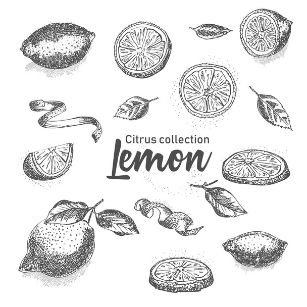 手の黒と白のセットには、熱帯の柑橘系の果物が描かれています。レモン。インク スケッチ スタイル。テンプレートのメニュー、レシピ、グリーティング カードをお勧めします。ベクトル図 - ベクター画像