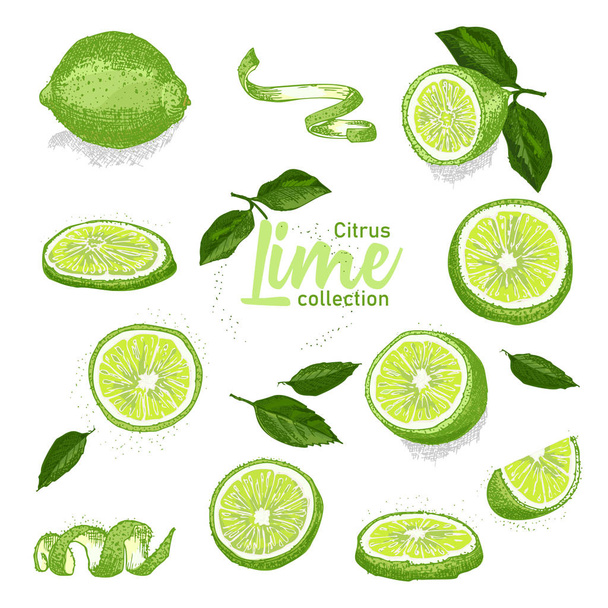 Color set of hand drawn tropical citrus fruit. Lime. Ink sketch style. Good idea for templates menu, recipes, greeting cards. Vector illustration - Vector, Image