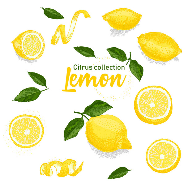 Color set of hand drawn tropical citrus fruit. Lemon. Ink sketch style. Good idea for templates menu, recipes, greeting cards. Vector illustration - Vector, Image