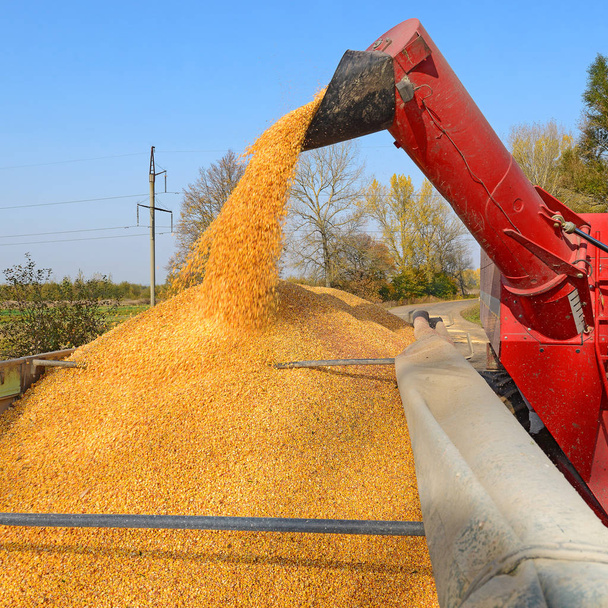 Getreidevollernter überladen in den Getreidetank des Traktoranhängers. - Foto, Bild