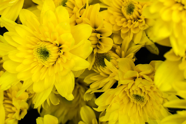 Chrysanthemum: This is one of the most traded flowers in the world. - Valokuva, kuva