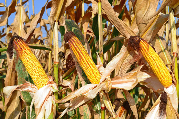 Vista de cerca de mazorcas de maíz maduras en un campo  - Foto, Imagen
