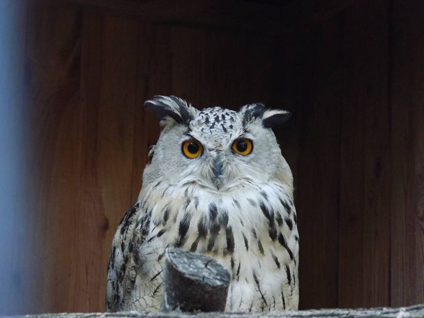 owl looks into the camera - Foto, Imagen