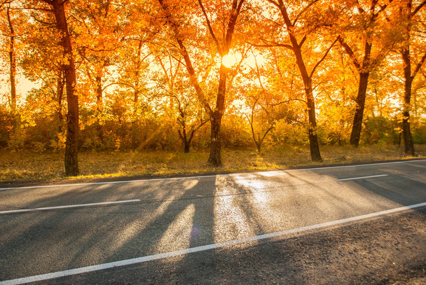 wzdłuż drogi są autumn drzewa - Zdjęcie, obraz