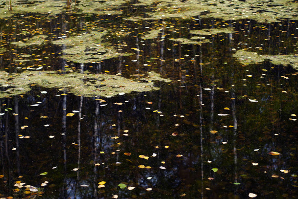 bosque de otoño se refleja en la superficie del espejo liso del charco con hojas caídas flotantes
 - Foto, Imagen