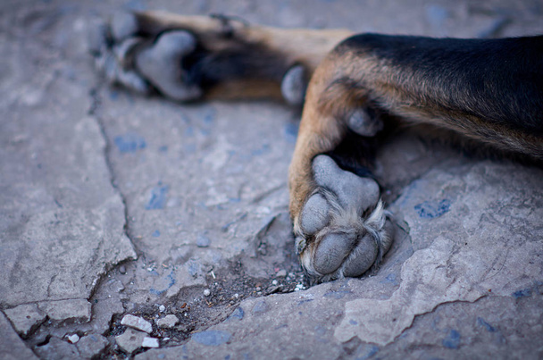 πόδι του σκύλου τσαμπιά και νύχια - Φωτογραφία, εικόνα
