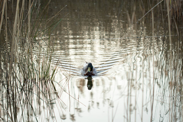 pato en su hábitat - Foto, Imagen