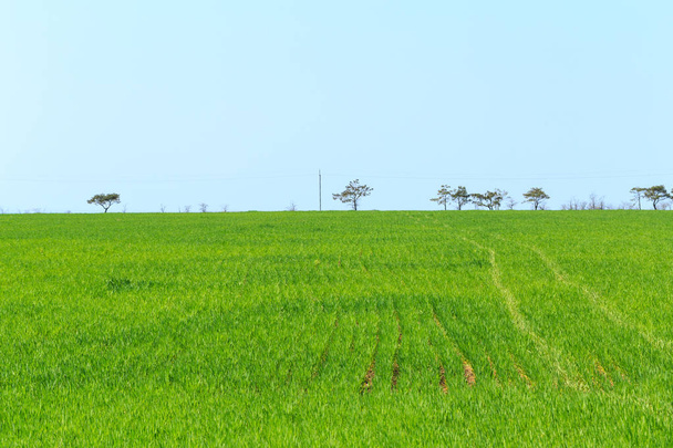 красиве зелене поле з блакитним небом вдень
  - Фото, зображення