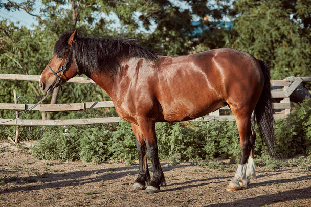 Handsome horse in the paddock. Farm. Ranch. - Photo, Image