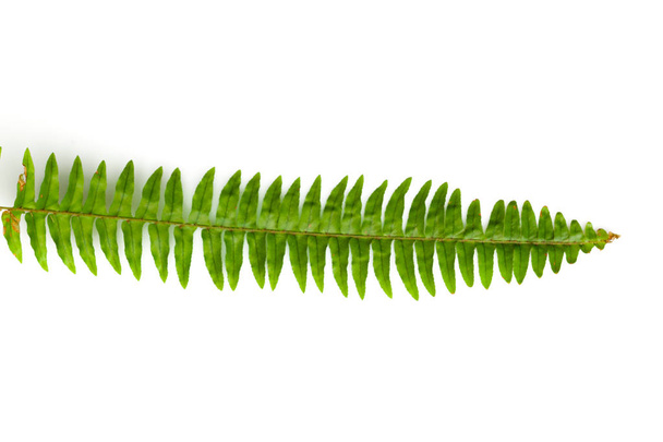 Green fern leaf isolated on white background - Fotoğraf, Görsel