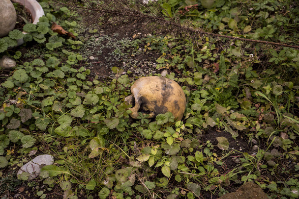 Schädel auf dem Gras. Menschenschädel auf dem Gras. Menschenschädel - Foto, Bild