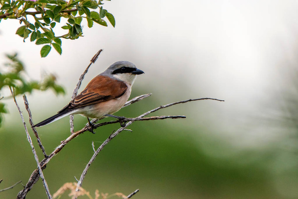 Red-backed Shrike or Lanius collurio on branch - Photo, Image