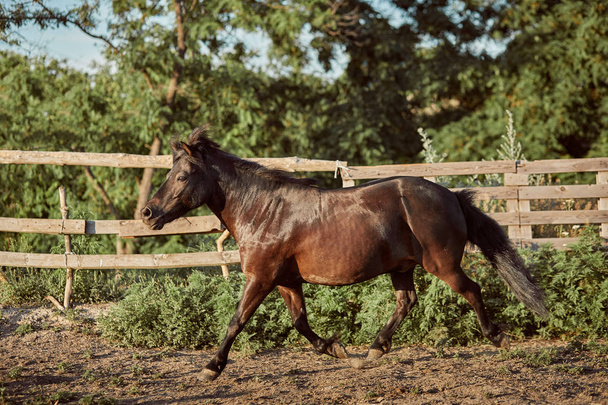 Vastgebonden bruin pony uitgevoerd in de paddock. Dieren op de ranch. - Foto, afbeelding