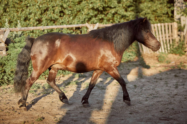Привязанный коричневый пони, бегущий в загоне
. - Фото, изображение